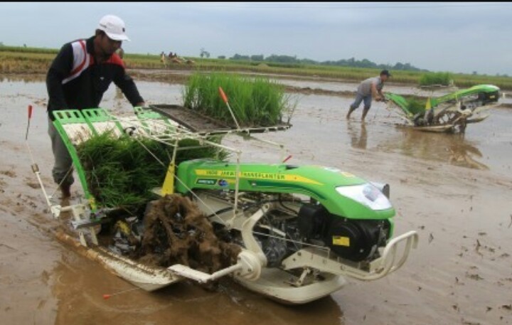 Festival Padi 2019 Siap Pecahkan Rekor MURI