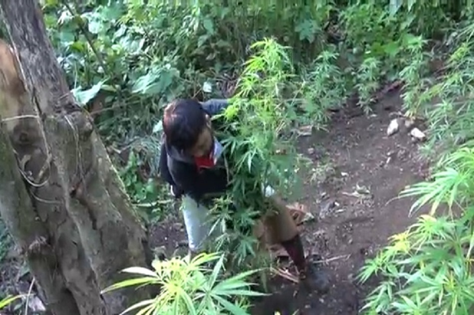 Satuan Reserse Narkoba Polres Empat Lawang Sumatera Selatan berhasil menyita seratus lebih batang tanaman ganja © iNews TV