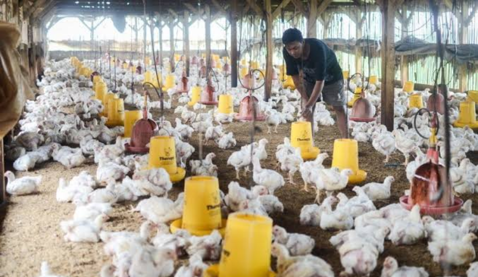 Harga Ayam Tetap Fluktuatif