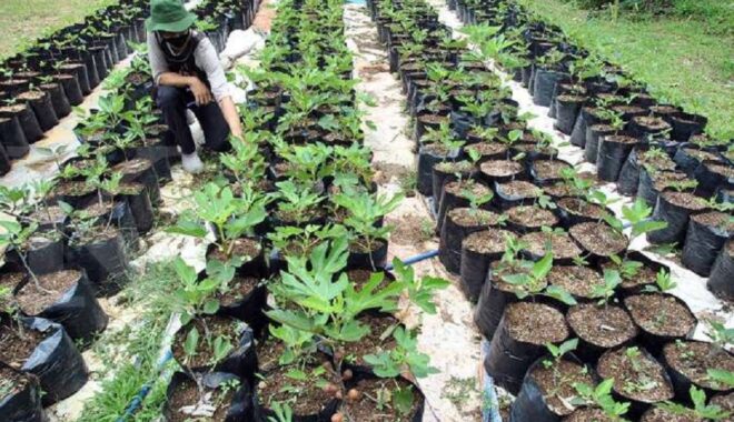 Perang AS-Iran Mengubah Arus Lanskap Dunia, Posisi Indonesia Di Bawah Kepemimpinan Prabowo-Gibran?