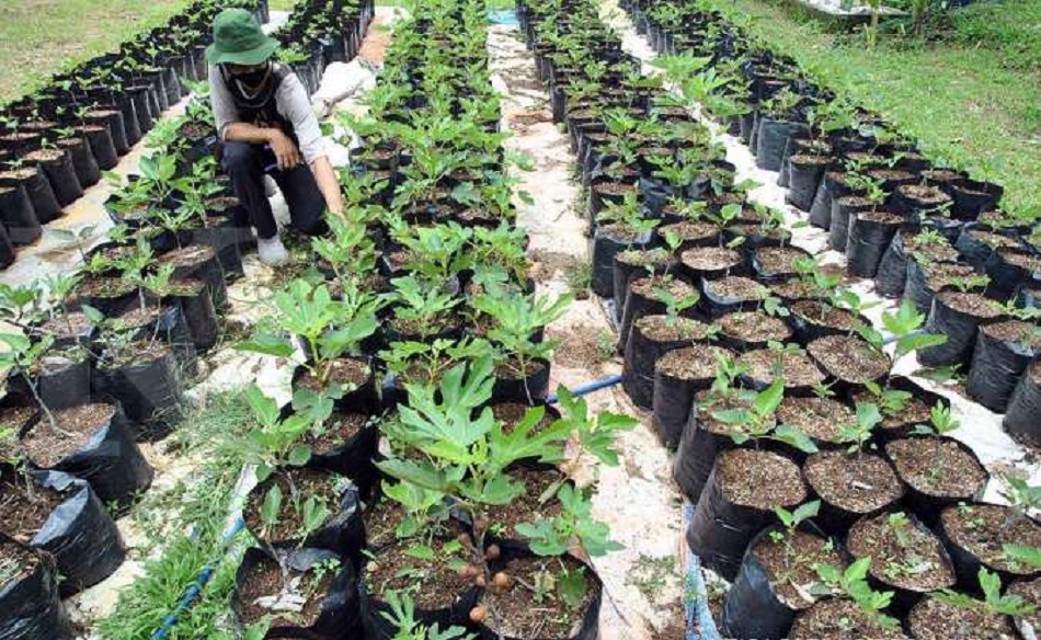 Petani melakukan perawatan tanaman buah Tin (Foto: Antara)