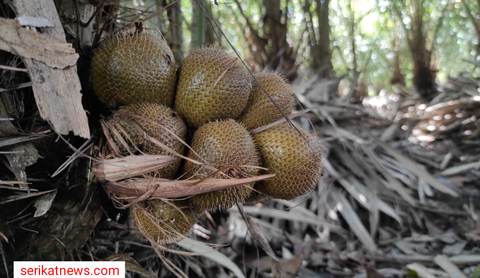 Salak Gading Ayu Gabugan, Buah Kesukaan Keluarga Raja