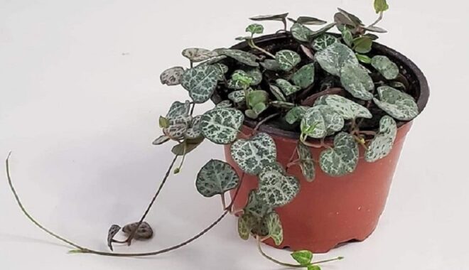 PKB Naik Kelas jadi Partai Gerakan