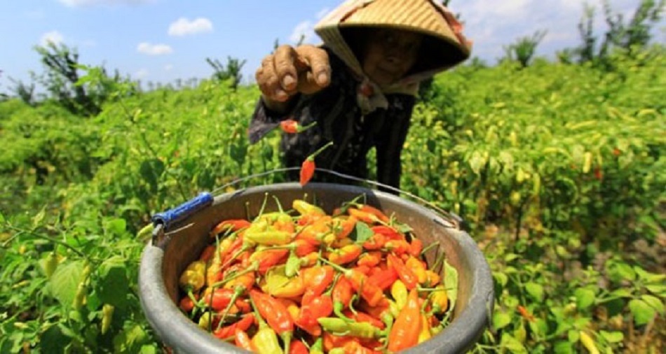 Ilustrasi petani panen cabai rawit (Foto: Kabar Banyuwangi)