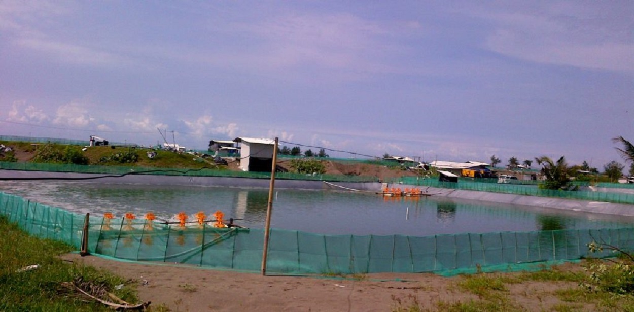 Salah satu tambak udang di Kebumen. (Foto: KR) 