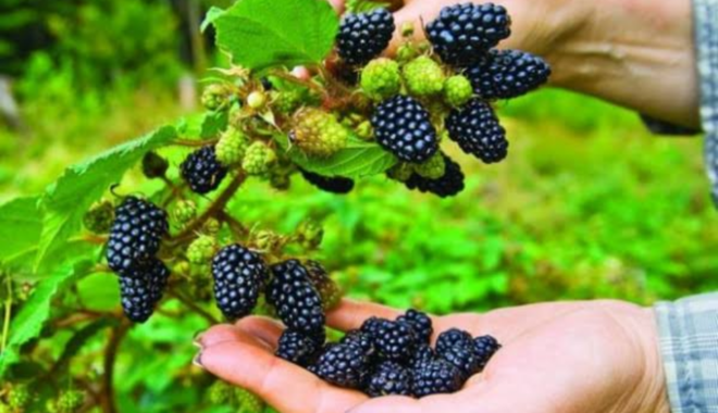 Perang AS-Iran Mengubah Arus Lanskap Dunia, Posisi Indonesia Di Bawah Kepemimpinan Prabowo-Gibran?