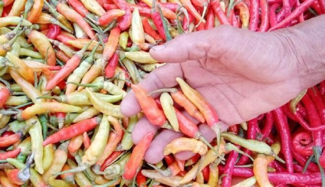 Jadi Tersangka Kasus Penganiayaan, Kades dan Perangkat Desa di Probolinggo Tak Ditahan Karena 'Kooperatif'