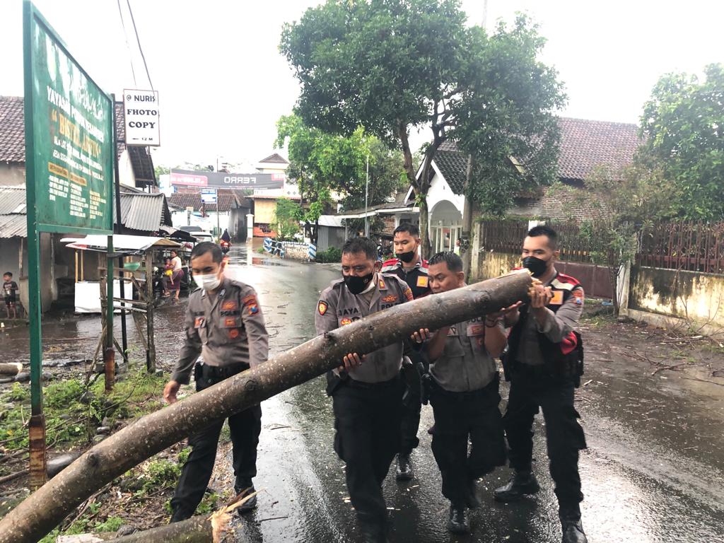 Gercep, Polres Probolinggo Evakuasi Pohon Tumbang Hadang Jalan di Probolinggo