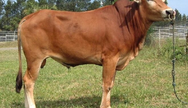 Perang AS-Iran Mengubah Arus Lanskap Dunia, Posisi Indonesia Di Bawah Kepemimpinan Prabowo-Gibran?