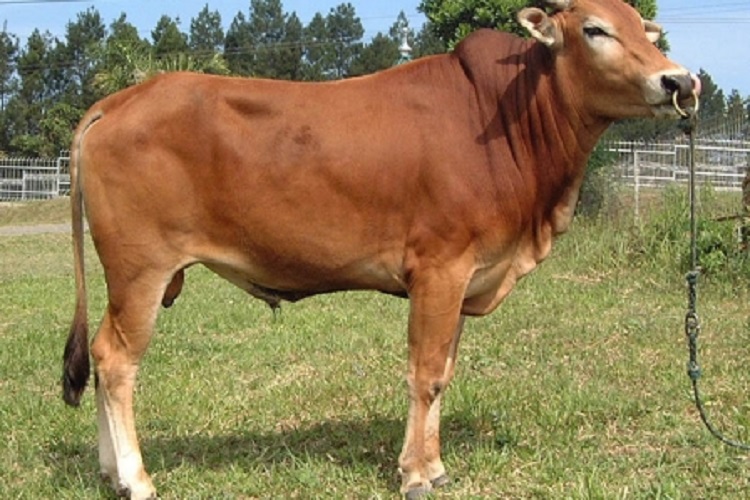 Salah satu sapi milik warga Sampang, Jawa Timur. (Foto: Diwan/Serikat News)