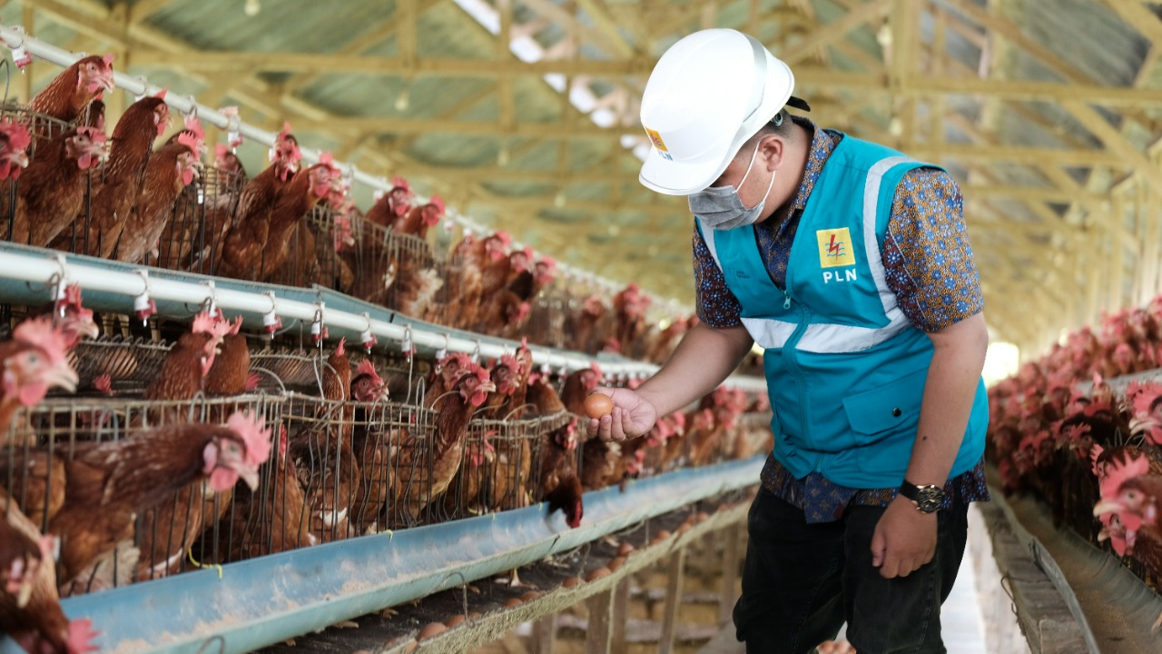 Program Electrifying Agriculture PLN Terbukti dapat Menghemat Biaya Operasional Peternak Ayam Modern Sampai dengan Lima Kali Lipat. (Dok, PLN)
