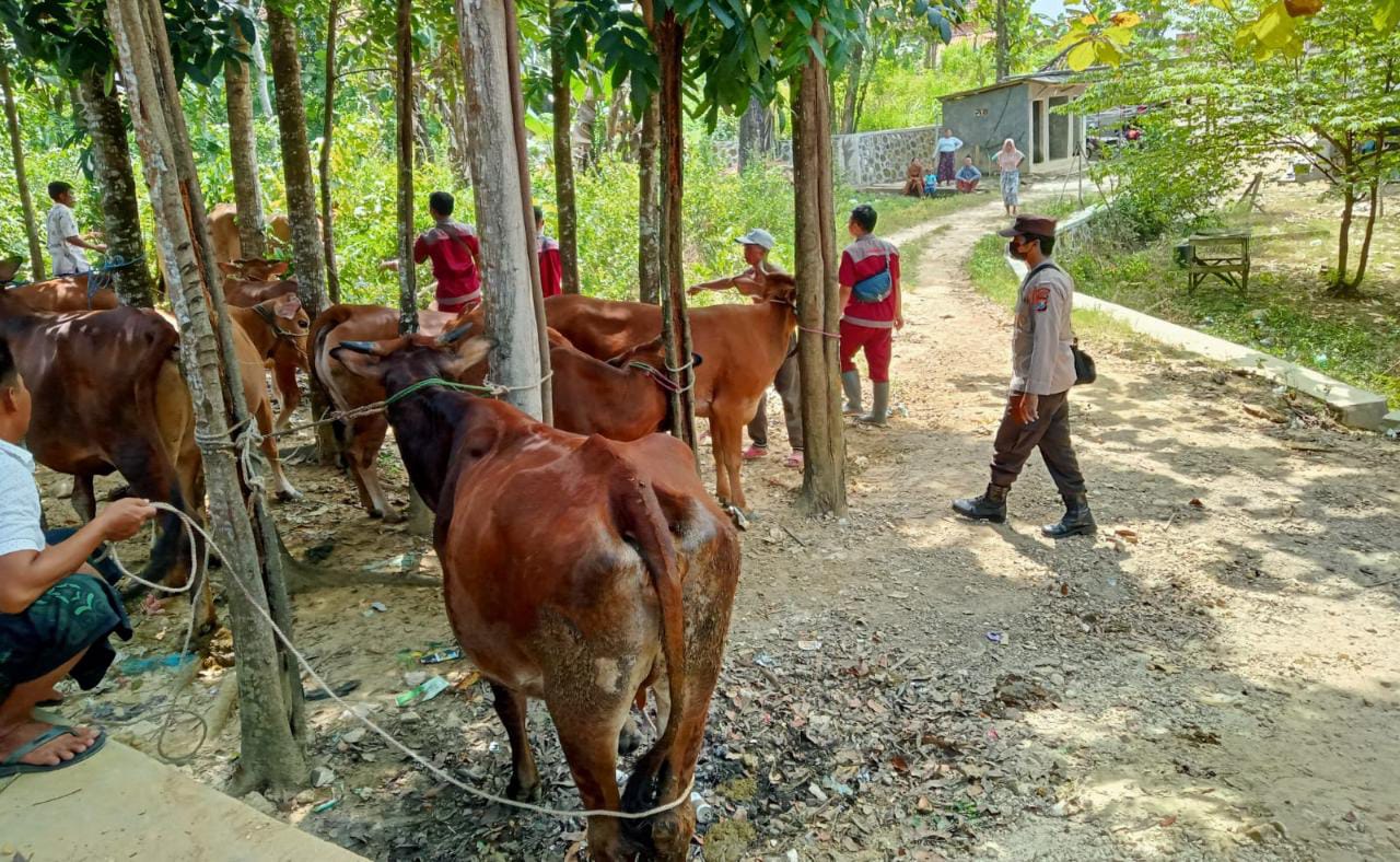 Sejumlah sapi yang terindikasi virus PMK. (Foto: Diwan/Serikat News) 