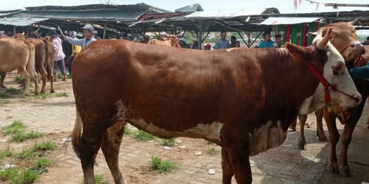 Sapi terindikasi virus PMK. (Foto: Serikat News) 