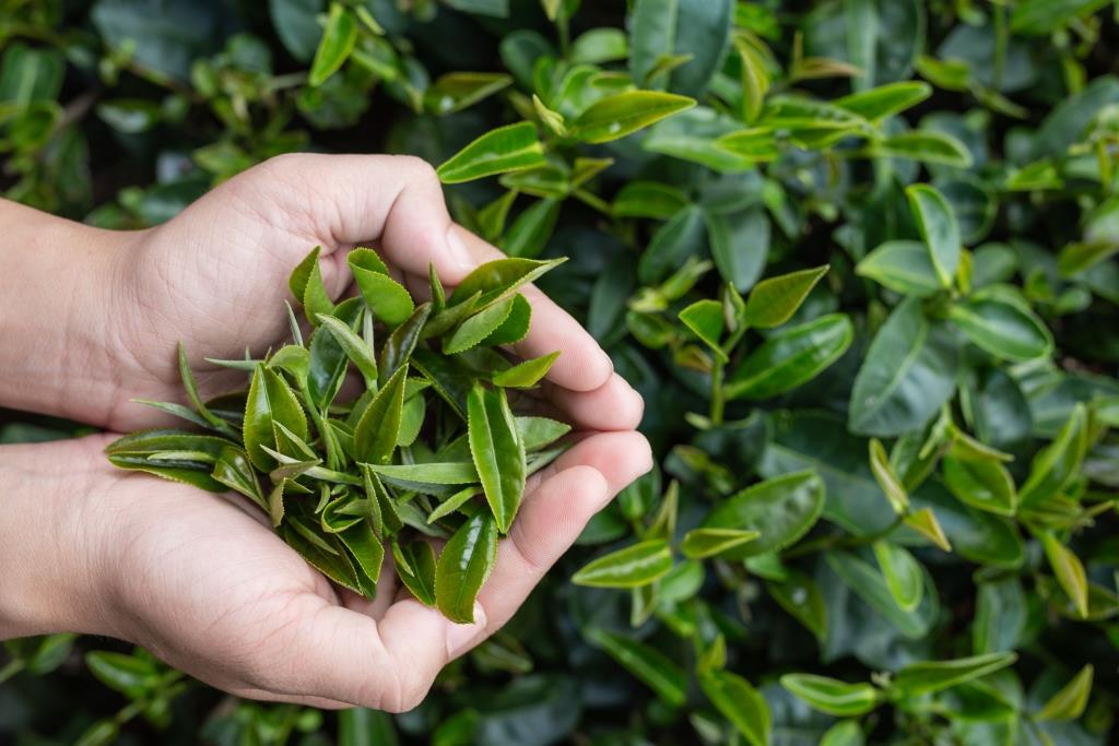 Daun teh. (Foto: Freepik)