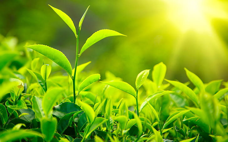 Daun teh hijau. (Foto: Wallpaperbetter)