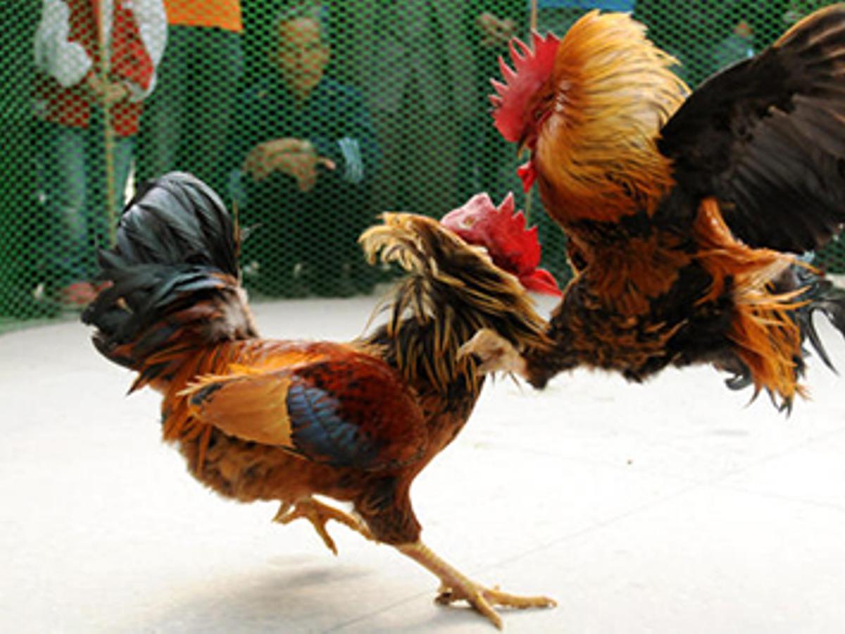 Sabung ayam. (Foto: Istimewa) 