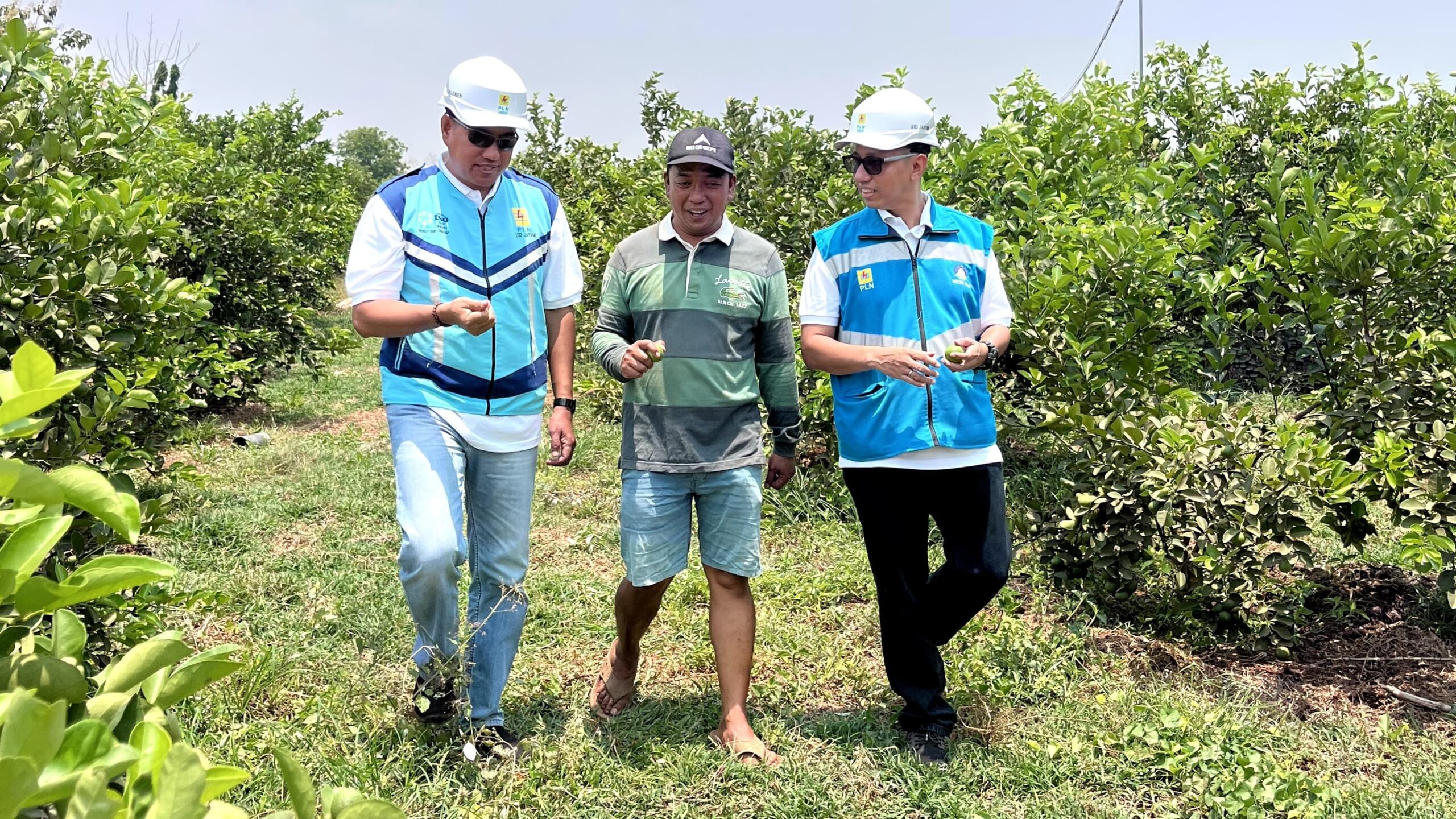 Manajer Unit Layanan Pelanggan (ULP) Sidayu, Sudarmaji (kiri), bersama petani Jeruk asal Kabupaten Gresik, Jawa Timur, Happy Syaifullah (tengah) dan Asisten Manajer Pemasaran PLN Unit Pelaksana Pelayanan Pelanggan (UP3) Gresik, Viky Andrias sedang melihat kondisi kebun jeruk yang telah menggunakan listrik PLN untuk pengairan melalui program electrifying agriculture, Rabu (11/10). (Foto/PLN)