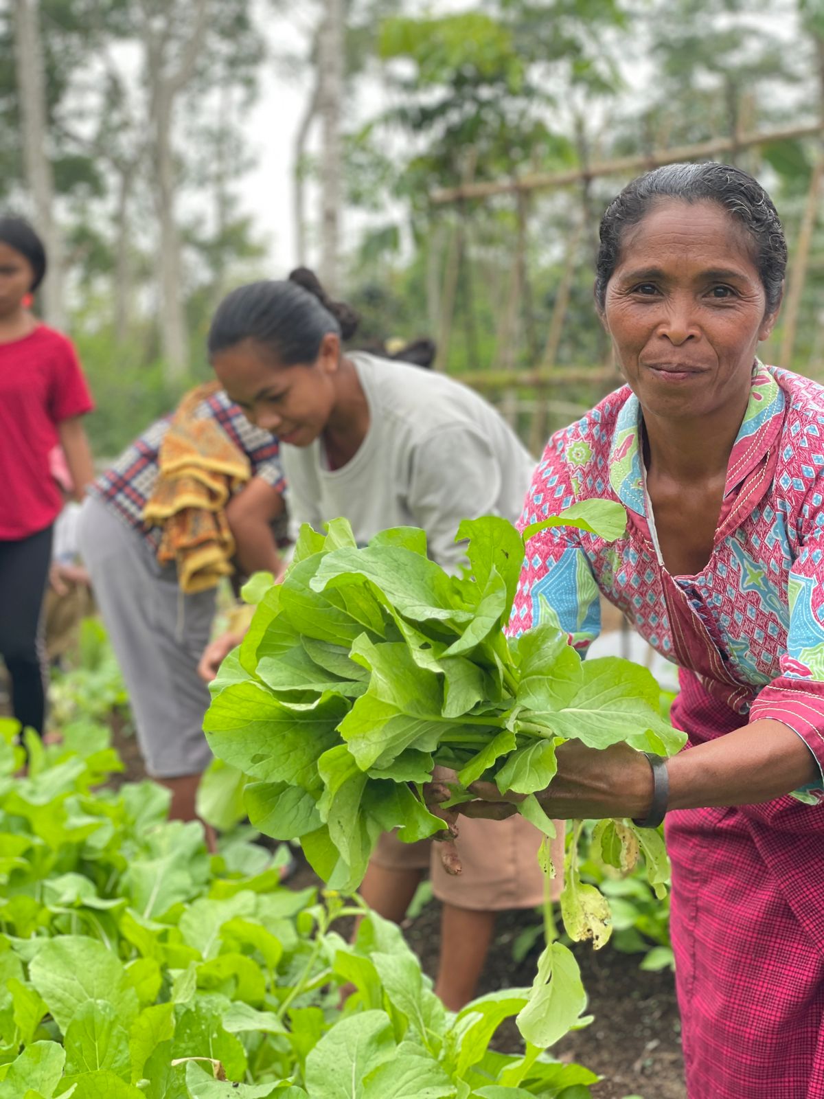Mama Yustina (kanan), penggerak kelompok Tani Banera Ndajang saat memanen tanaman hortikultura di dusun Ndajang, NTT. (Foto: Istimewa) 