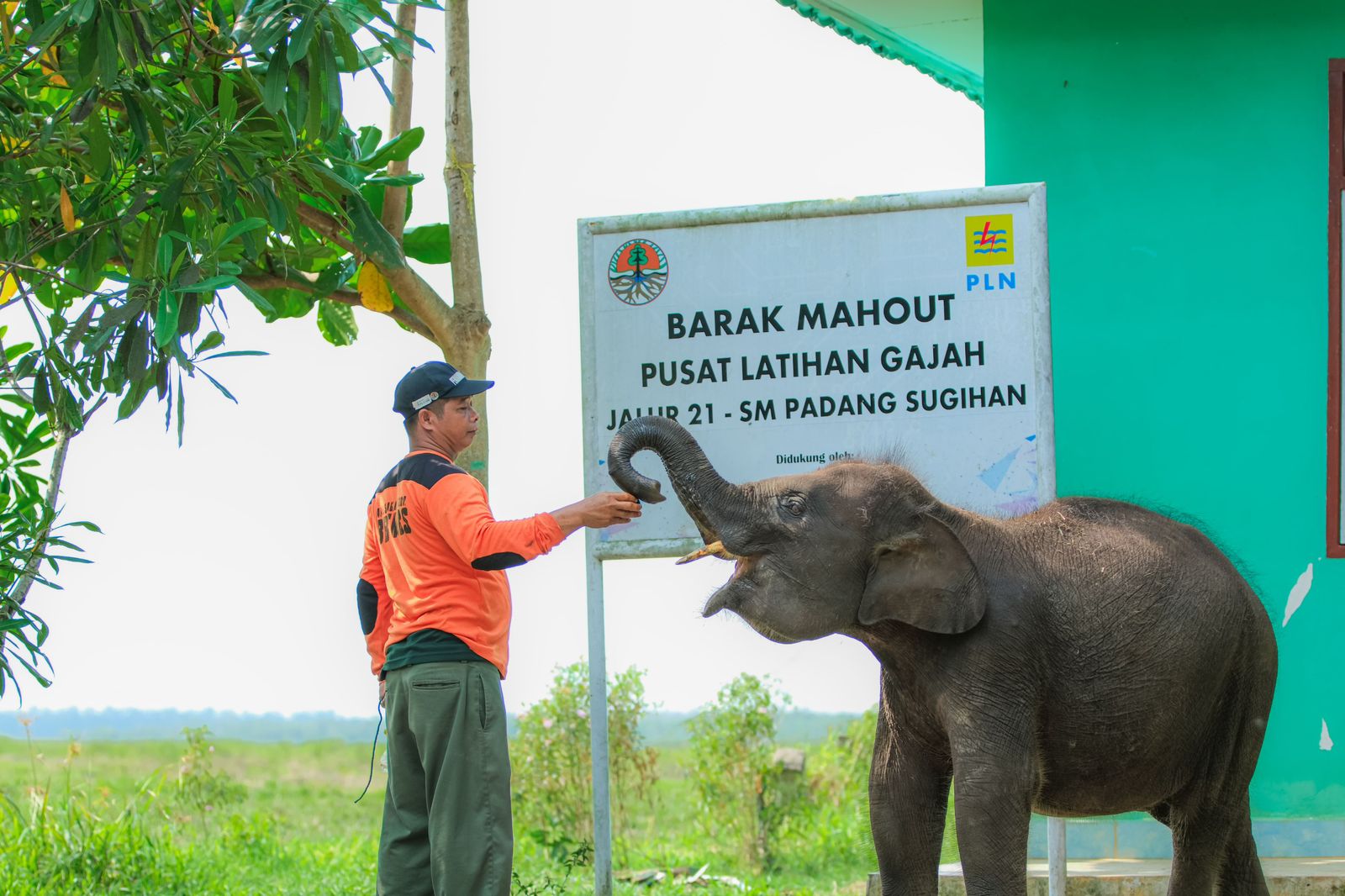PLN Indonesia Power Unit Bisnis Pembangkitan (UBP) Keramasan bersama Balai Konservasi Sumber Daya Alam (BKSDA) Provinsi Sumatra Selatan dirikan fasilitas penunjang berupa Barak Mahout sebagai pusat latihan gajah (PLG) yang berlokasi di Padang Sugihan, Sumatra Selatan. (Foto: Istimewa) 