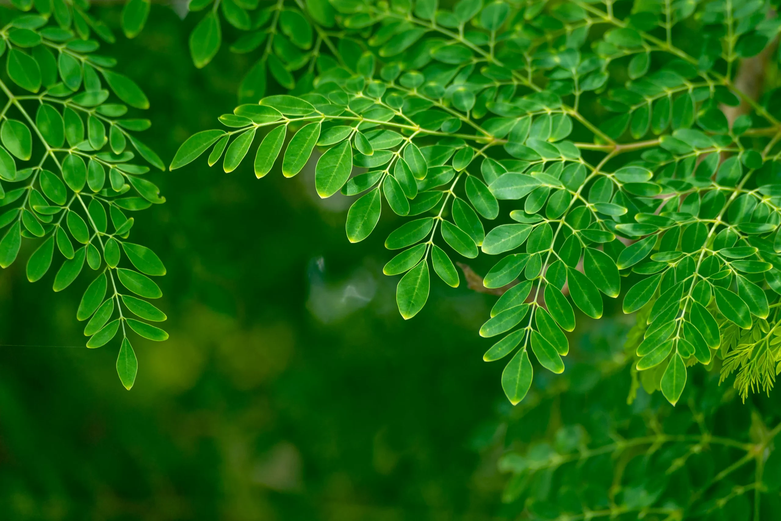 Daun kelor (Foto: Pexels)
