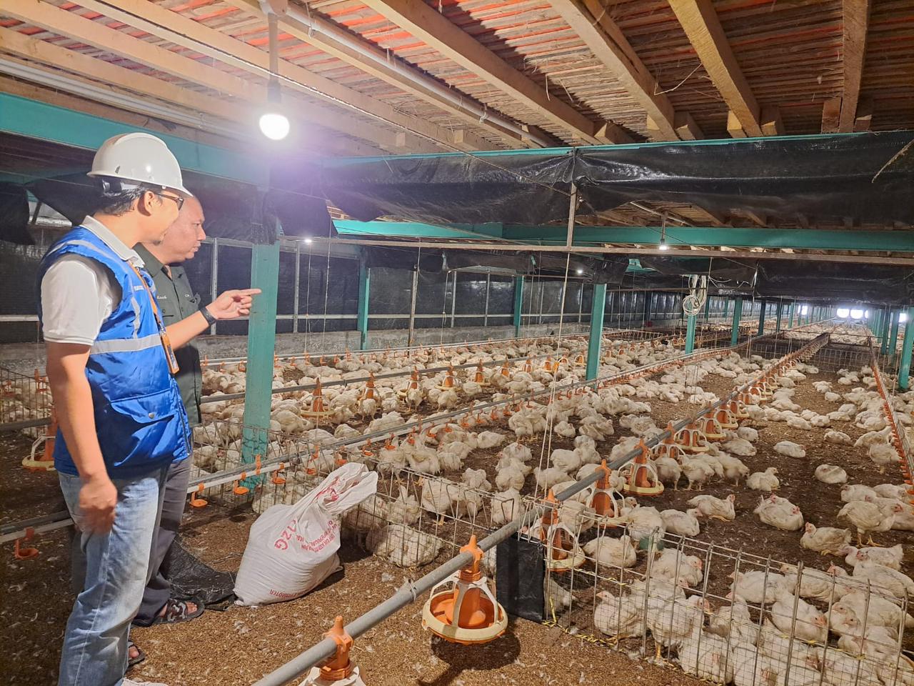Kehadiran energi listrik yang  andal dan terjangkau berdampak positif bagi daya beli masyarakat dan pertumbuhan ekonomi, salah satunya terhadap usaha pembibitan ayam di Muara Enim, Sumatera Selatan. (Foto: PLN)
