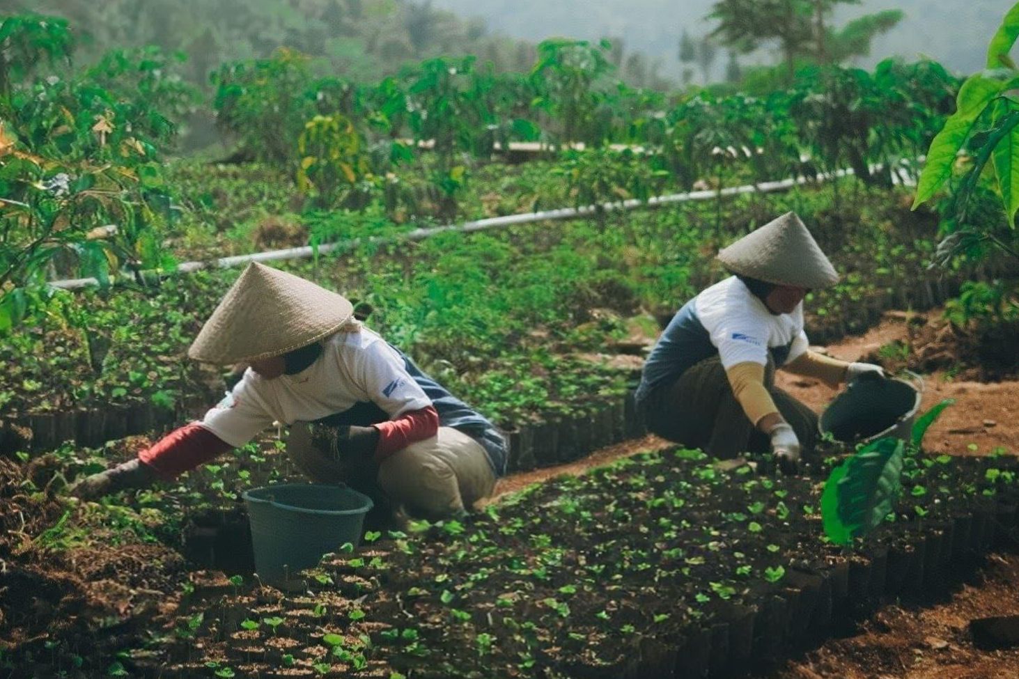 Para petani Desa Sejahtera Astra Cikajang merawat bibit kopi di kebun, langkah awal untuk meningkatkan kualitas dan produktivitas kopi arabika Garut. (Foto: Astra) 