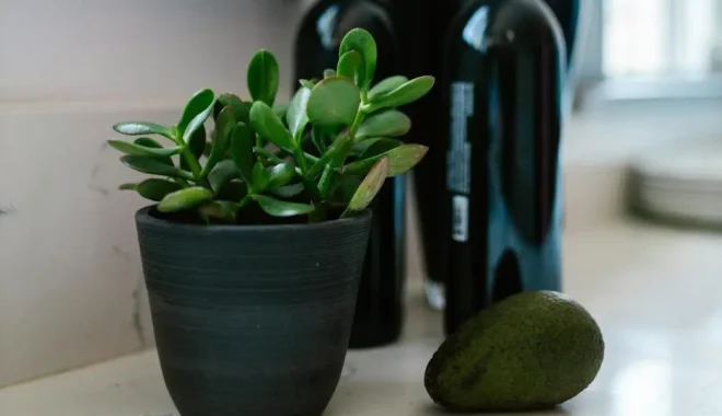 Masyarakat Demo Kejari Pamekasan, Tuntut Kejelasan Tiga Dugaan Kasus Korupsi