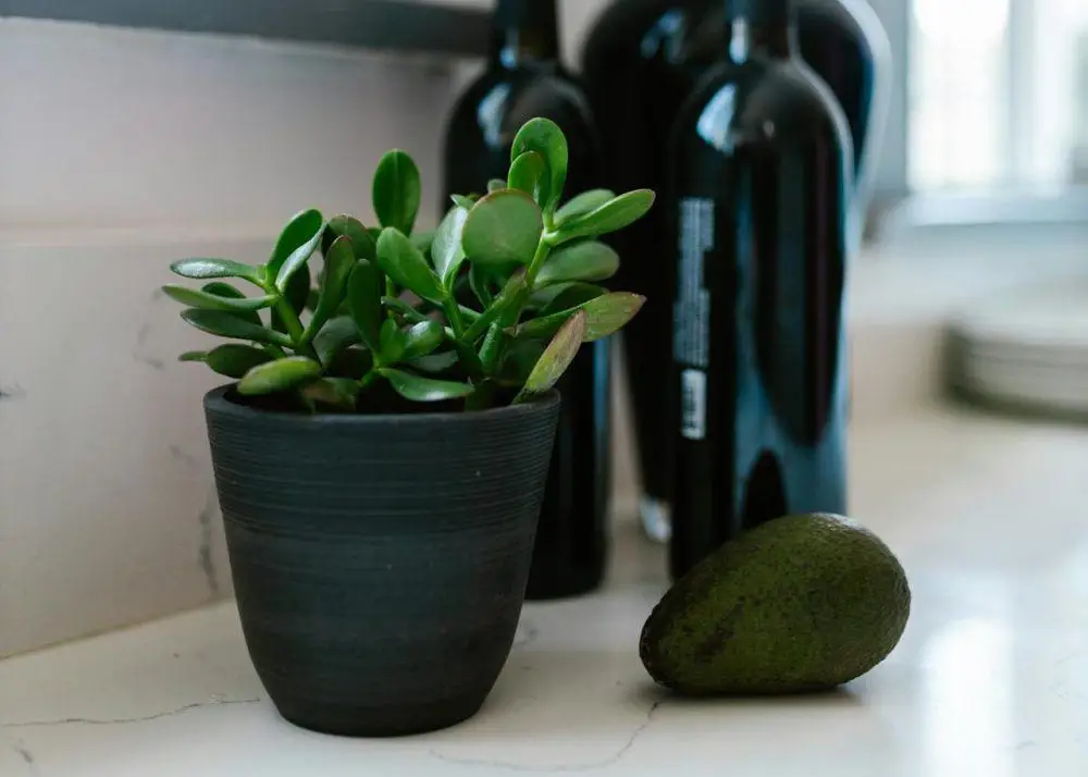 Ilustrasi jade plant. (Foto: Pexels)