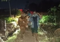 Sinergi Polisi dan Warga Gagalkan Pencurian Sapi di Probolinggo