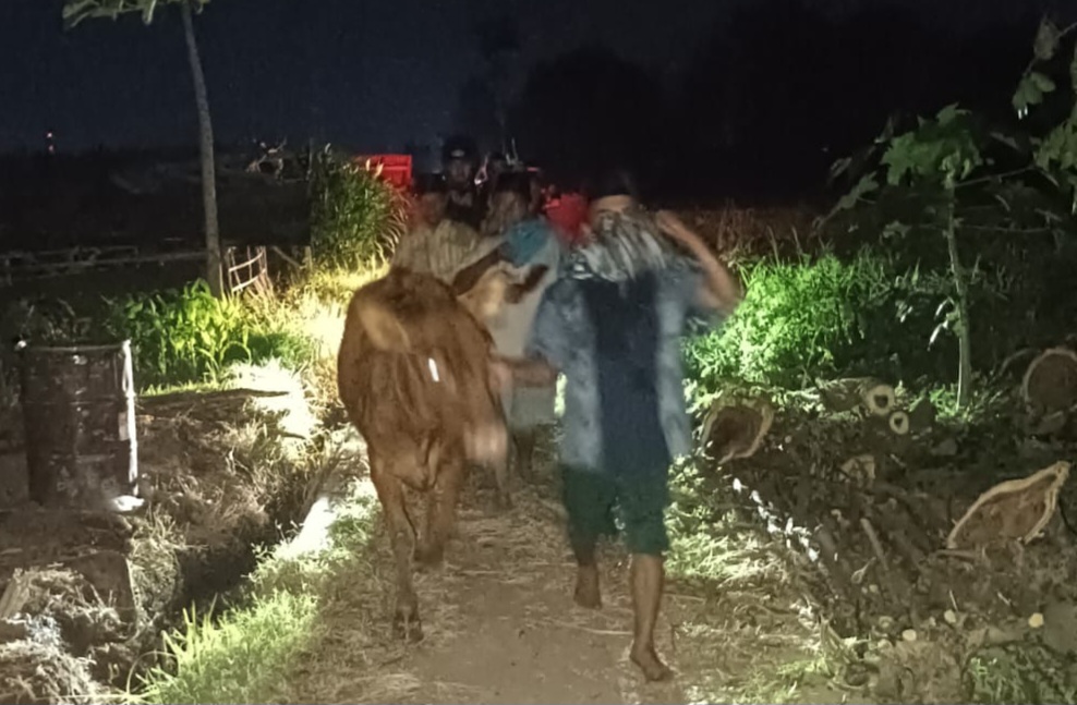 Pencurian sapi di Kecamatan Kedopok berhasil digagalkan aparat Polres Probolinggo Kota. (Foto: Ist/ Serikat-News)