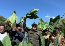 Petani DIY Untung Lebih Besar, Taru Martani Perluas Budidaya Tembakau Grompol