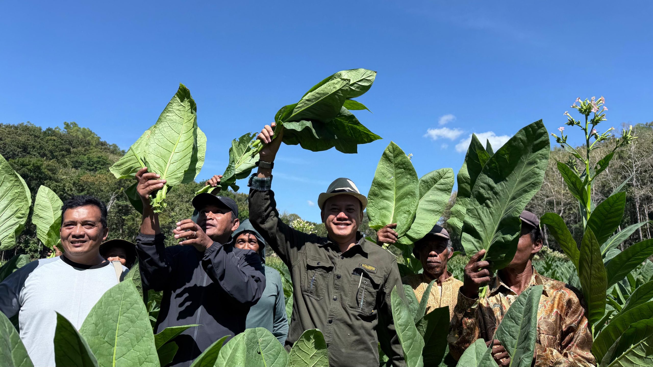 Panen perdana tembakau Grompol di Dukuh Seropan, Kalurahan Muntuk, Kapanewon Dlingo, Kabupaten Bantul, Kamis, 23 Juli 2026. (Foto: Istimewa)