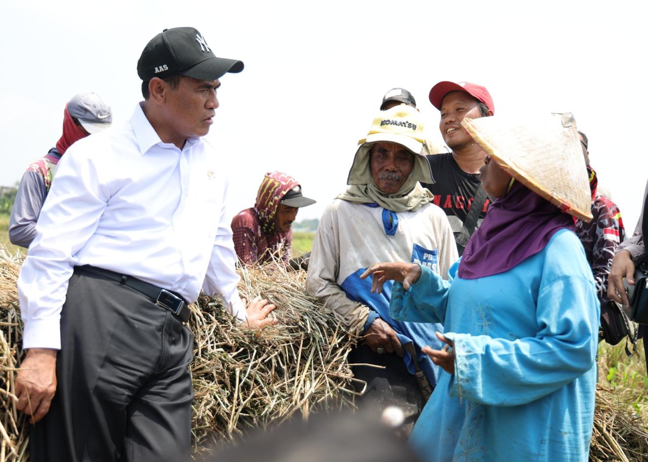 NTP nasional September 2026 mencetak rekor tertinggi di angka 131,11 berkat kenaikan harga gabah, karet, cabai rawit, dan kelapa sawit. (Foto: Kementan)